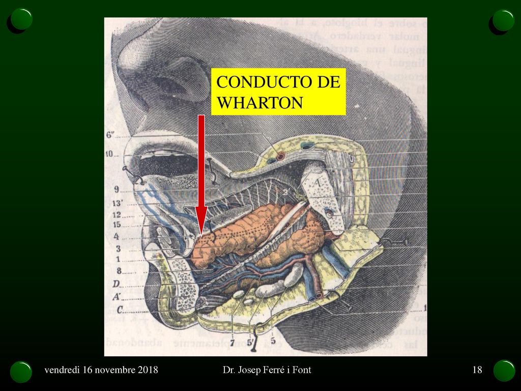 Conducto de wharton desemboca